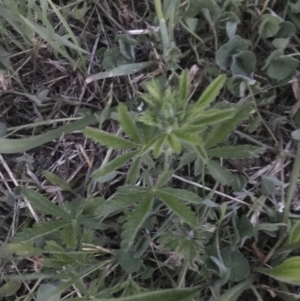 Potentilla recta at Garran, ACT - 17 Nov 2021