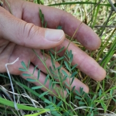 Swainsona monticola at Stromlo, ACT - 17 Nov 2021