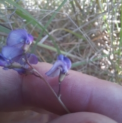 Swainsona monticola at Stromlo, ACT - 17 Nov 2021