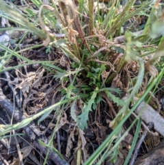 Brachyscome diversifolia var. diversifolia (Large-headed Daisy) at Watson, ACT - 17 Nov 2021 by WalterEgo