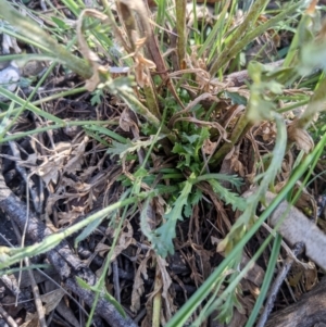 Brachyscome diversifolia var. diversifolia at Watson, ACT - 17 Nov 2021