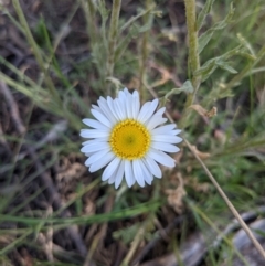 Brachyscome diversifolia var. diversifolia at Watson, ACT - 17 Nov 2021 04:27 PM