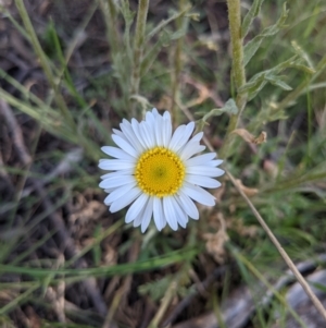 Brachyscome diversifolia var. diversifolia at Watson, ACT - 17 Nov 2021