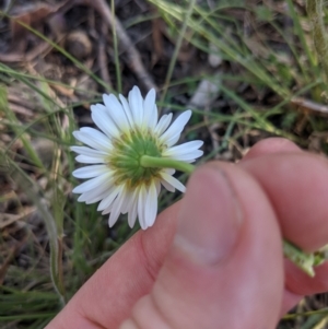 Brachyscome diversifolia var. diversifolia at Watson, ACT - 17 Nov 2021