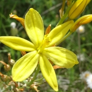 Bulbine bulbosa at Campbell, ACT - 11 Nov 2021