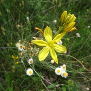 Bulbine bulbosa at Campbell, ACT - 11 Nov 2021