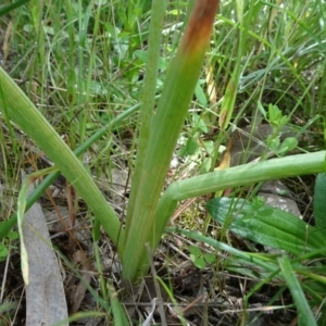 Bulbine bulbosa at Campbell, ACT - 11 Nov 2021