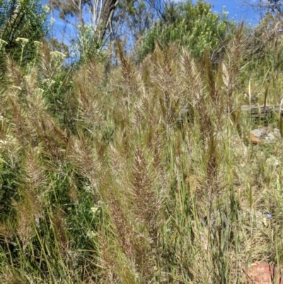 Austrostipa densiflora (Foxtail Speargrass) at Mount Majura - 17 Nov 2021 by WalterEgo