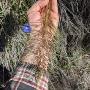 Austrostipa densiflora at Watson, ACT - 17 Nov 2021