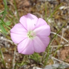 Convolvulus angustissimus subsp. angustissimus (Australian Bindweed) at Mount Ainslie - 11 Nov 2021 by JanetRussell