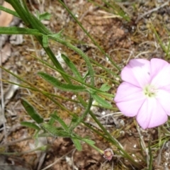 Convolvulus angustissimus subsp. angustissimus at Campbell, ACT - 11 Nov 2021