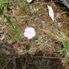 Convolvulus angustissimus subsp. angustissimus at Campbell, ACT - 11 Nov 2021