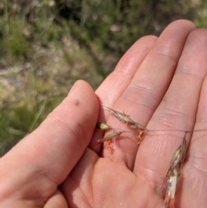 Rytidosperma pallidum at Hackett, ACT - 17 Nov 2021