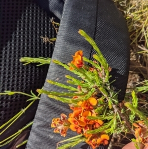 Dillwynia sericea at Hackett, ACT - 17 Nov 2021 03:28 PM