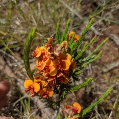 Dillwynia sericea at Hackett, ACT - 17 Nov 2021