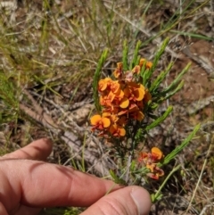 Dillwynia sericea at Hackett, ACT - 17 Nov 2021 03:28 PM