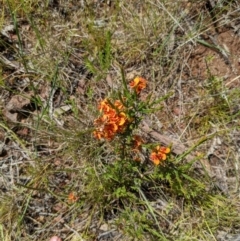 Dillwynia sericea at Hackett, ACT - 17 Nov 2021 03:28 PM