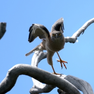 Accipiter fasciatus (Brown Goshawk) at Mount Ainslie - 17 Nov 2021 by jb2602