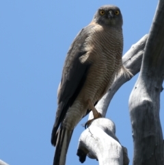 Tachyspiza fasciata at Pialligo, ACT - 17 Nov 2021