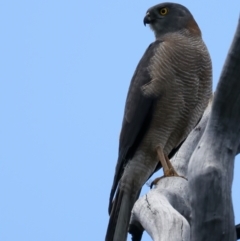 Accipiter fasciatus at Pialligo, ACT - 17 Nov 2021