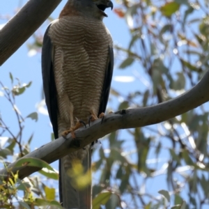 Tachyspiza fasciata at Pialligo, ACT - 17 Nov 2021