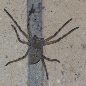 Neosparassus calligaster at Higgins, ACT - 12 Nov 2021