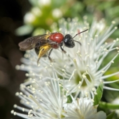 Lasioglossum (Callalictus) callomelittinum (Halictid bee) at Acton, ACT - 17 Nov 2021 by PeterA
