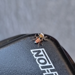 Maratus pavonis at Molonglo Valley, ACT - suppressed