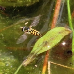 Simosyrphus grandicornis (Common hover fly) at Gordon Pond - 17 Nov 2021 by RodDeb