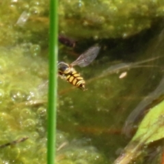 Simosyrphus grandicornis at Gordon, ACT - 17 Nov 2021 03:03 PM