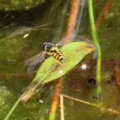 Simosyrphus grandicornis at Gordon, ACT - 17 Nov 2021