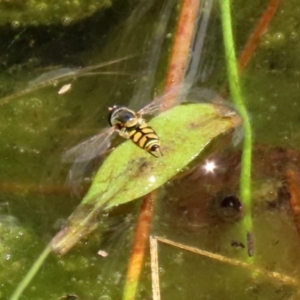 Simosyrphus grandicornis at Gordon, ACT - 17 Nov 2021