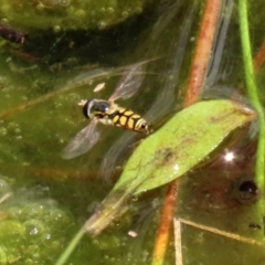 Simosyrphus grandicornis at Gordon, ACT - 17 Nov 2021 03:03 PM