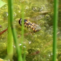 Simosyrphus grandicornis at Gordon, ACT - 17 Nov 2021 03:03 PM