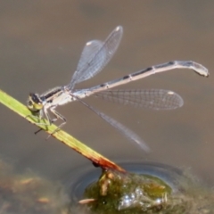 Ischnura heterosticta (Common Bluetail Damselfly) at Gordon, ACT - 17 Nov 2021 by RodDeb