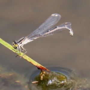 Ischnura heterosticta at Gordon, ACT - 17 Nov 2021 03:13 PM