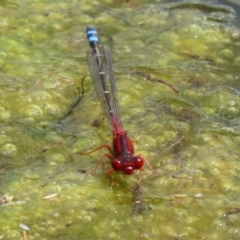 Xanthagrion erythroneurum (Red & Blue Damsel) at Gordon, ACT - 17 Nov 2021 by RodDeb