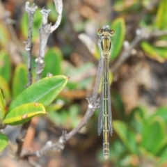 Ischnura aurora (Aurora Bluetail) at Namadgi National Park - 9 Nov 2021 by Harrisi