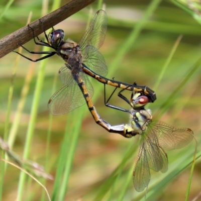 Hemicordulia tau (Tau Emerald) at Gordon Pond - 17 Nov 2021 by RodDeb