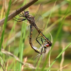 Hemicordulia tau at Gordon, ACT - 17 Nov 2021