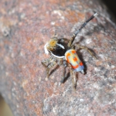 Maratus pavonis (Dunn's peacock spider) at Cotter River, ACT - 16 Nov 2021 by Harrisi