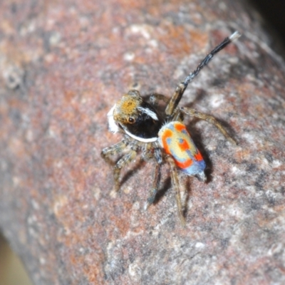 Maratus pavonis (Dunn's peacock spider) at Cotter River, ACT - 16 Nov 2021 by Harrisi