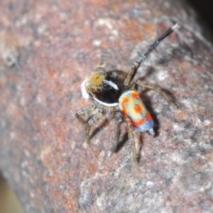 Maratus pavonis at Cotter River, ACT - 16 Nov 2021