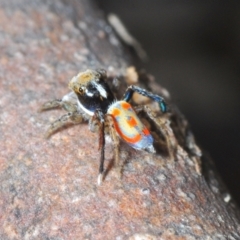 Maratus pavonis at Cotter River, ACT - suppressed