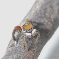 Maratus pavonis at Cotter River, ACT - suppressed