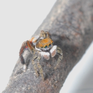 Maratus pavonis at Cotter River, ACT - suppressed