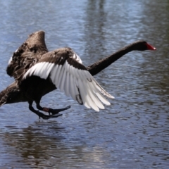 Cygnus atratus at Gordon, ACT - 17 Nov 2021 03:06 PM