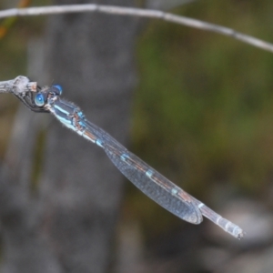 Austrolestes leda at Tennent, ACT - 15 Nov 2021