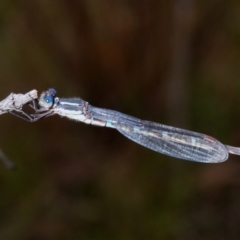 Austrolestes leda at Tennent, ACT - 15 Nov 2021