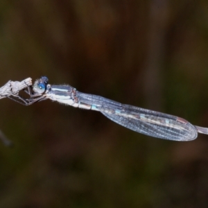 Austrolestes leda at Tennent, ACT - 15 Nov 2021